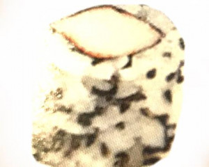 19a. Kani-kama